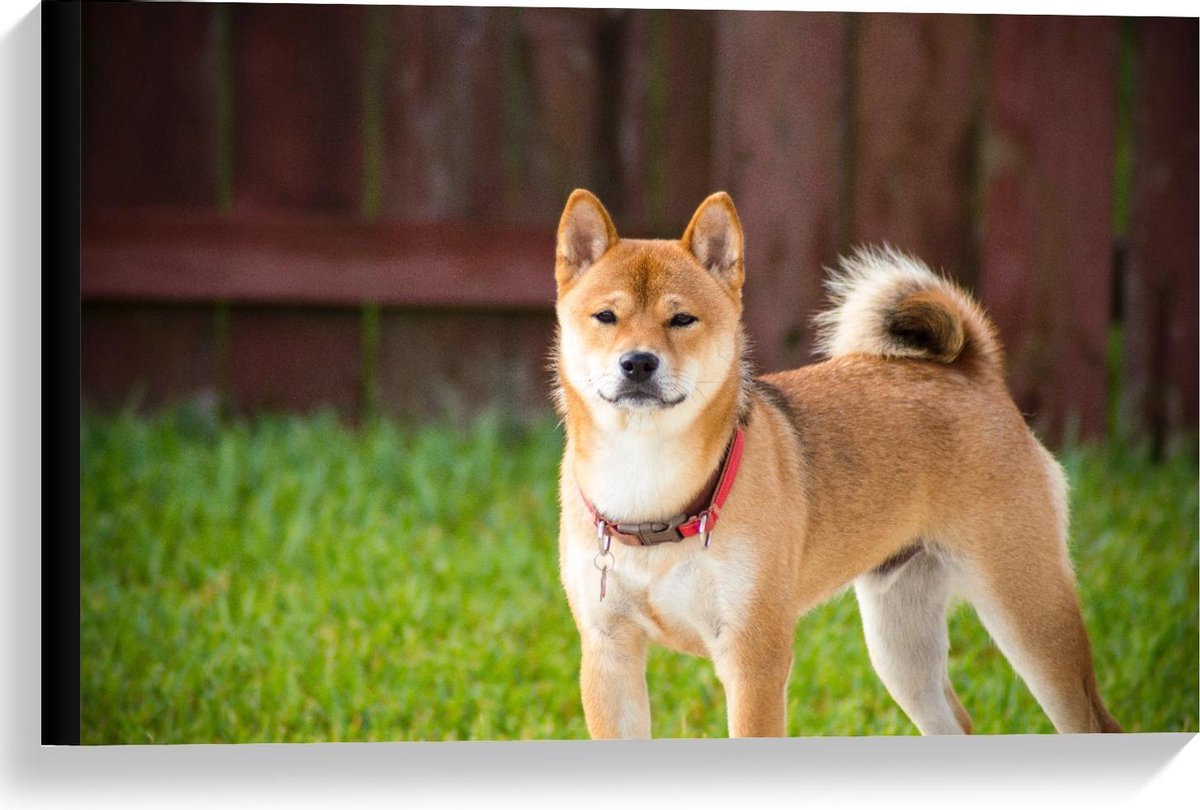 Canvas - Shiba Inu Hond met Gras - 60x40cm Foto op Canvas Schilderij (Wanddecoratie op Canvas)