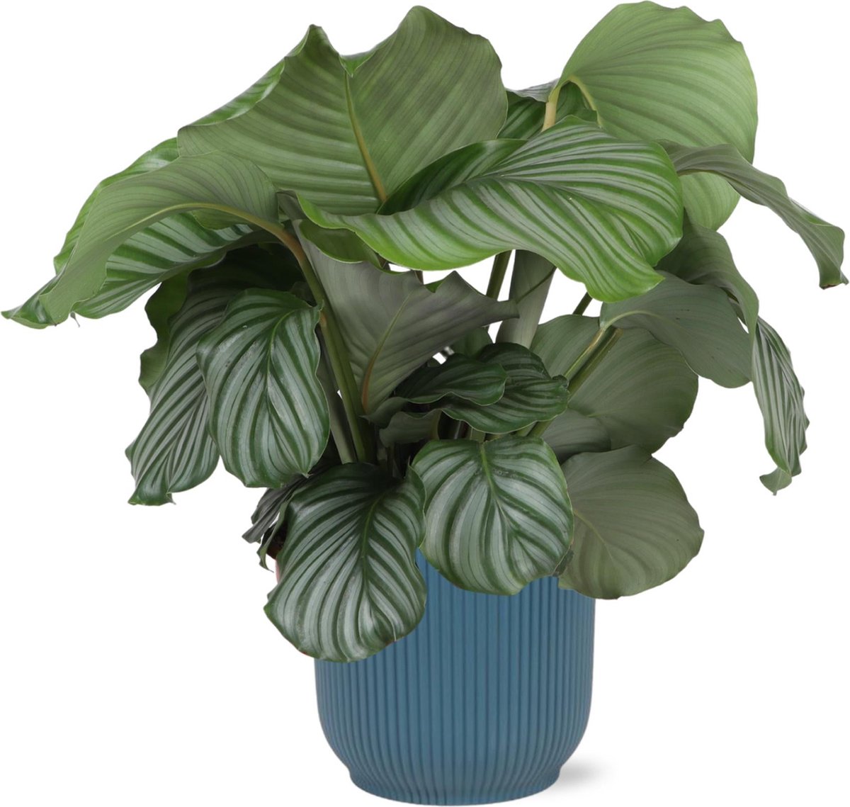 Calathea Oppenheimiana 110cm, Livraison plantes d'intérieur