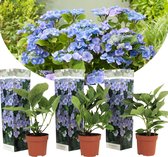 Plant in a Box - Hortensia Teller - Set van 3 - Blauw - Tuinhortensia - Pot 9cm - Hoogte 25-40cm
