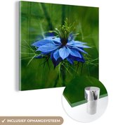 MuchoWow® Glasschilderij 20x20 cm - Schilderij acrylglas - Een nigelle bloem in een groene omgeving - Foto op glas - Schilderijen