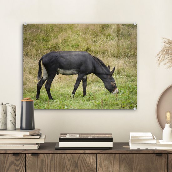 MuchoWow® Peinture sur verre 40x30 cm - Peinture sur verre acrylique - Âne au pâturage - Photo sur verre - Peintures