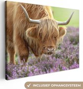 Tableau sur Toile Scottish Highlander - Violet - Fleurs - 80x60 cm - Décoration murale