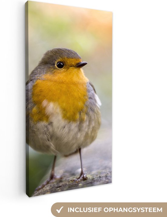 Tableau sur toile Vogels - Rouge-gorge - Arbre - 40x80 cm - Décoration murale