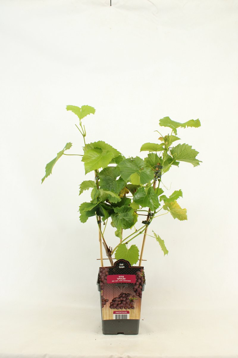 Rode Druif - Vitis vinifera 'Spulga' - op Rek - hoogte 60 - 70 cm