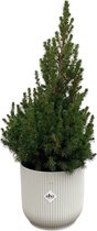 Green Bubble - Picea Glauca (kerstboom) inclusief elho Vibes Fold Round wit Ø22 - 60 cm