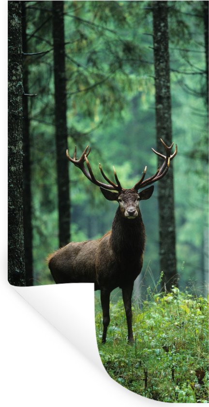 Stickers Stickers muraux - Cerf - Forêt - Arbres - 40x80 cm - Feuille adhésive