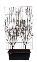 Loofboom – Laurierkers (Prunus cer Nigra) – Hoogte: 180 cm – van Botanicly