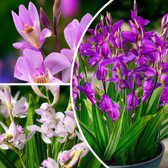 Bletilla Striata - Aard orchidee - Buitenplant - Tuinplant - 5 stuks - Meerkleurig - Tuin Plant voor Buiten - Winterhard