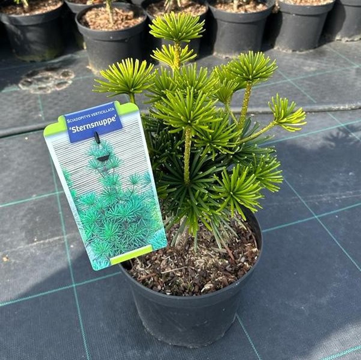 Sciadopitys verticillata 'Sternsnuppe' - Japanse parasolden | 30-40 cm pot