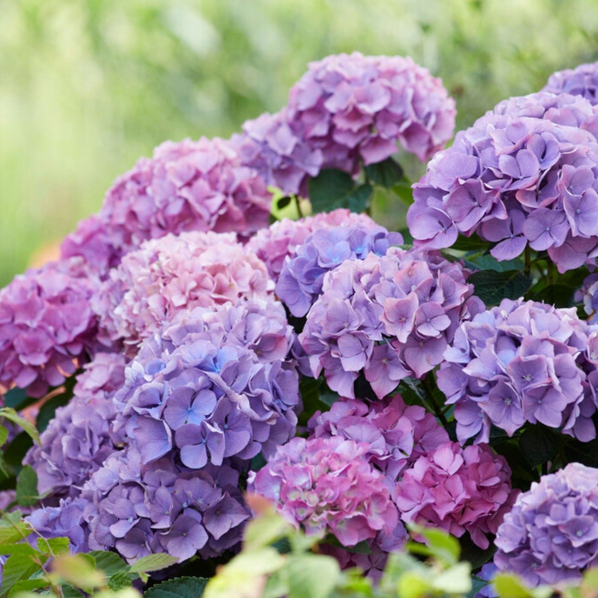 Hortensia Blauw - Hydrangea - (Ook)-Voor in huis - Bijen-Vlinders - Snijbloemen - Vaste planten - bloeit in Juli / Augustus / September