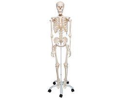 Menselijk skeletmodel met gratis anatomiesoftware voor anatomisch onderwijs