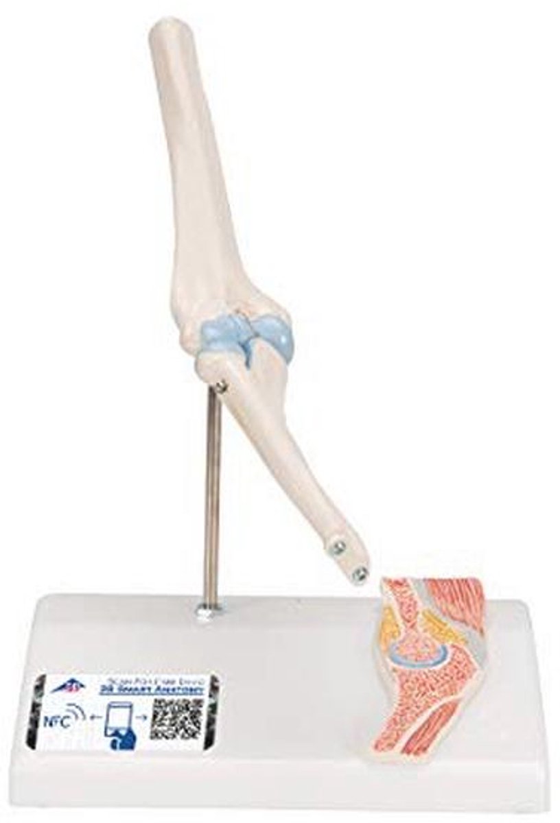 Mini Ellebooggewricht Model met Anatomiesoftware - Innovatieve Anatomie Leren