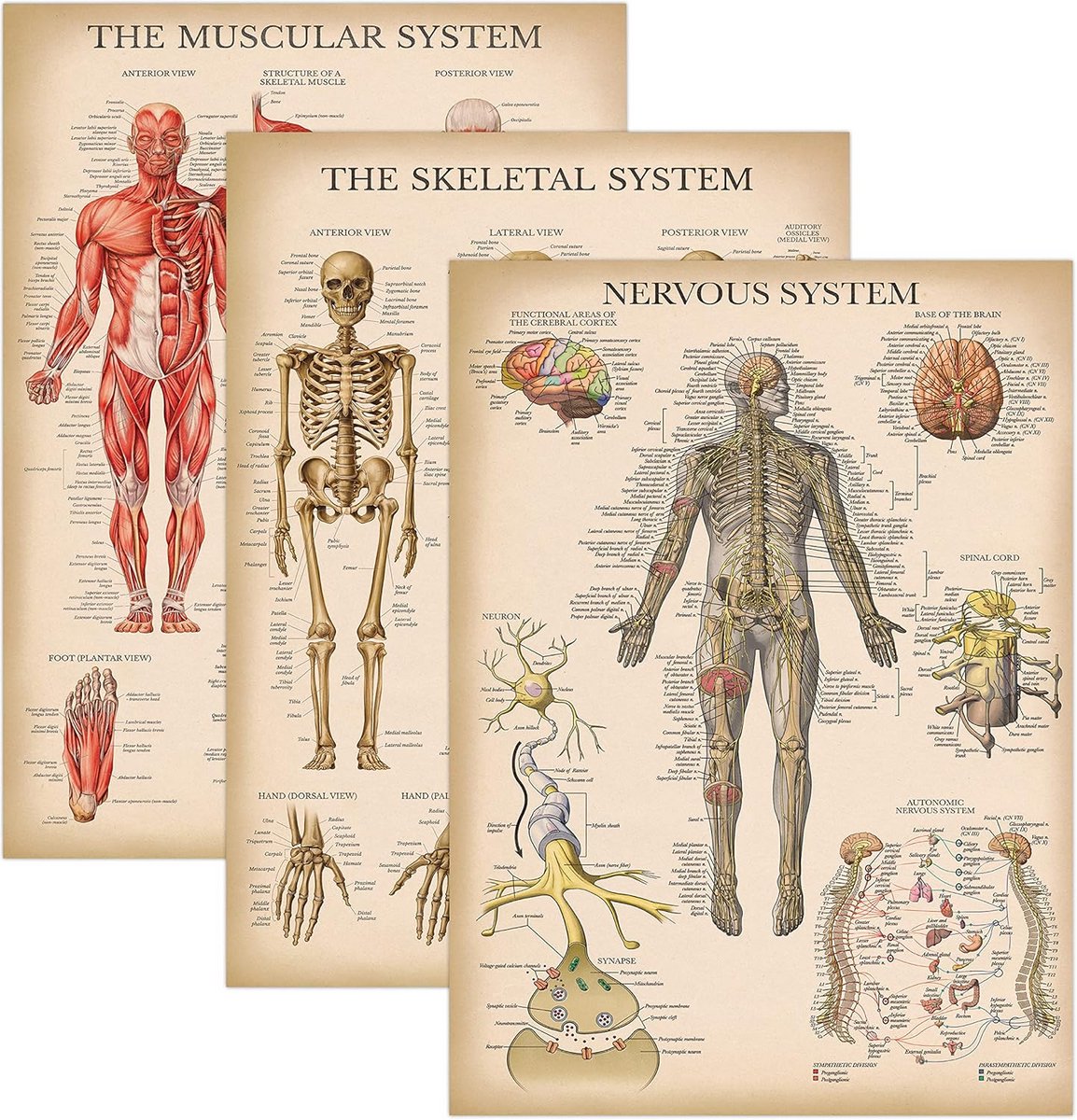 Anatomie Poster Set 3 Delig: Spierstelsel, Skelet en Zenuwstelsel - Gelamineerd