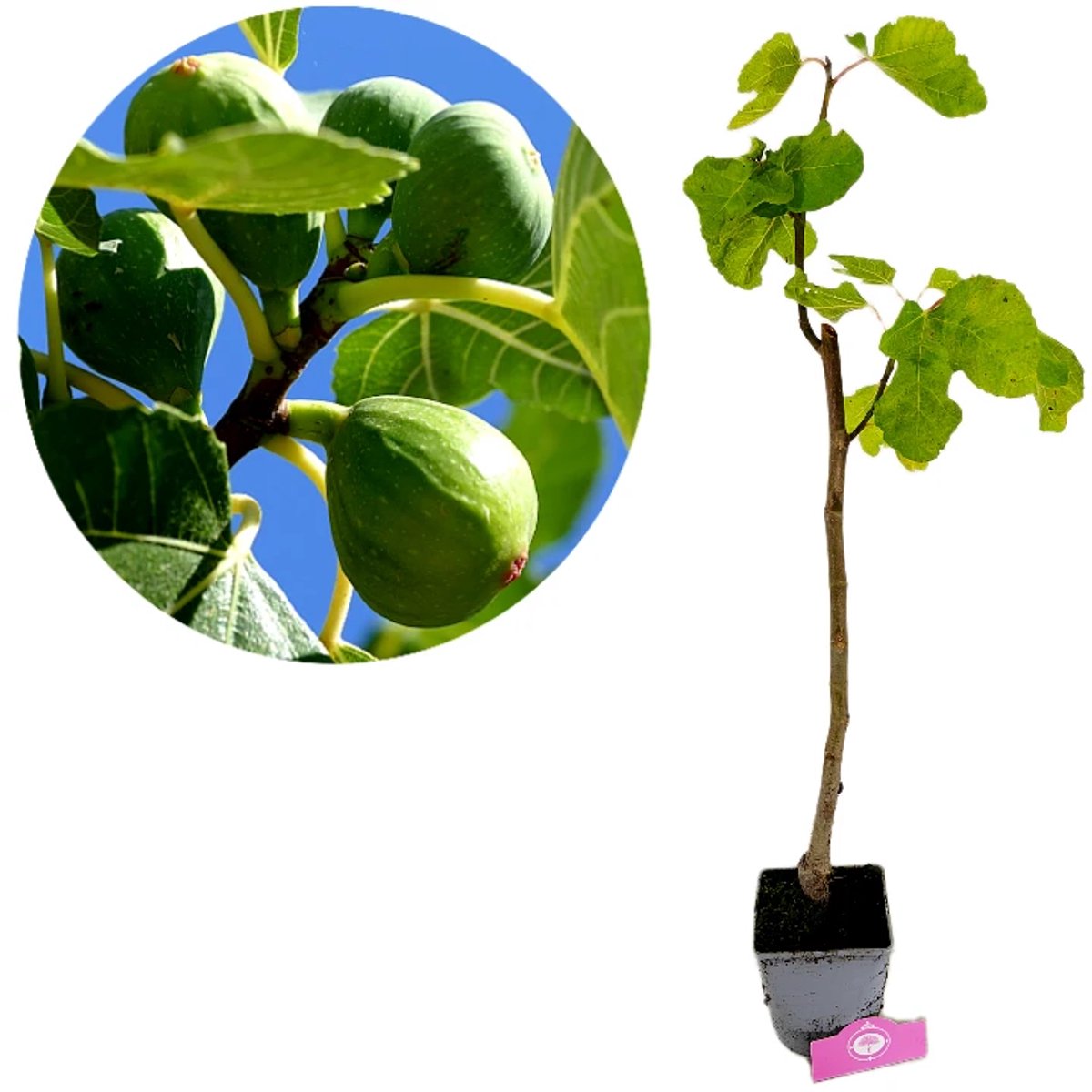 Ficus carica 'Petrelli' Vijgenboom, 2 liter pot