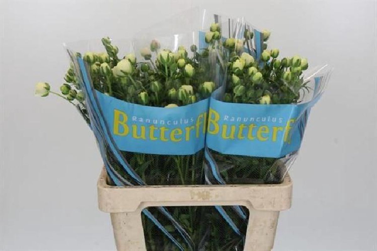 10x Ran.butterfly keramos 60cm