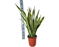 Bajonetplant (Sansevieria Laurentie) - ca. 90 cm hoge kamerplant - Ideale kantoorplant