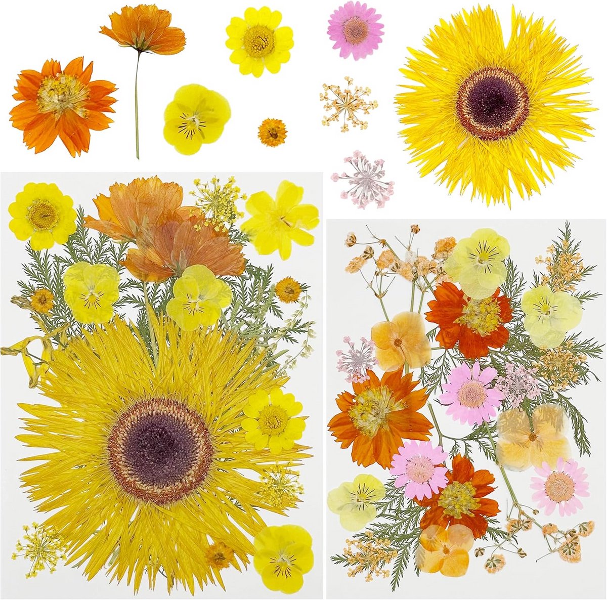 Gedroogde Persbloemen en Bladeren voor Hars Knutselen en Sieraden Maken