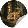 Renard - Forêt - Endormi