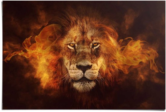 Poster Lion on fire - 61 x 91,5 - Papier - REINDERS