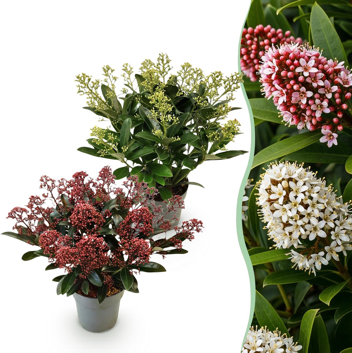 Plantenboetiek.nl | Skimmia japonica Duo - Bloem Wit & Rood - 15+ Bloemen - 2 Planten - Winterhard - Ø15cm - 30cm hoog - Tuinplant