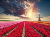 Canvas schilderij Hollands Tulpenveld