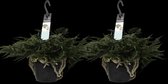 Hellogreen Kamerplant - Duo Humata teyermanii - Bunny - 35 cm