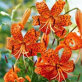 5x Lelies - Lilium 'Splendens' - Oranje - 5 bollen - Ø14cm