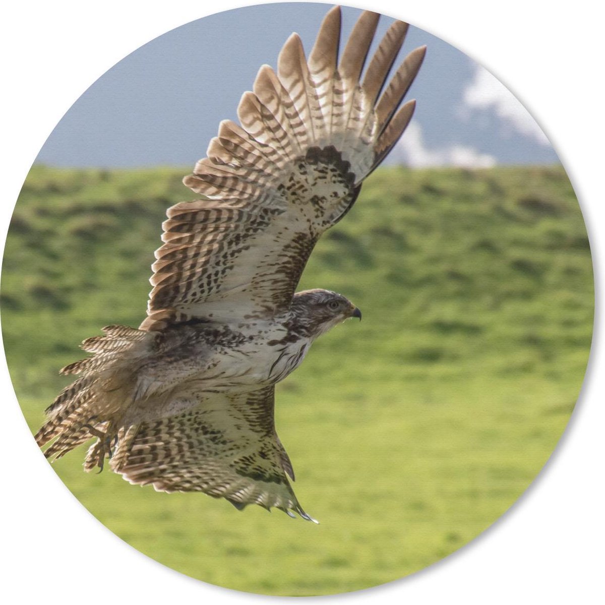 Muismat rond 50x50 cm - Mousepad Een buizerd met gestrekte vleugels - Ronde muismatten