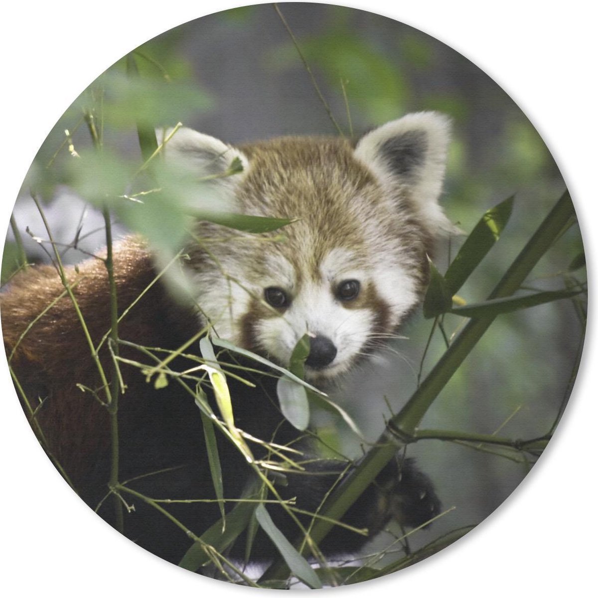 Muismat rond 40x40 cm - Mousepad Rode Panda - Takken - Groen - Ronde muismatten