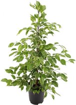 Kamerplant van Botanicly – Rubberboom – Hoogte: 105 cm – Ficus benjamina Golden King