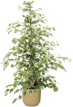 Kamerplant van Botanicly – Treurvijg in beige ELHO plastic pot als set – Hoogte: 105 cm – Ficus benjamina Twilight