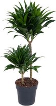 Kamerplant van Botanicly – Drakenboom – Hoogte: 80 cm – Dracaena derem. Compacta
