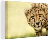 Canvas schilderij 180x120 cm - Wanddecoratie Luipaard - Cheeta - Dier - Muurdecoratie woonkamer - Slaapkamer decoratie - Kamer accessoires - Schilderijen
