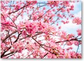 Roze Bloesem met een Blauwe Lucht - 70x50 Canvas Liggend - Besteposter - Landschap - Natuur - Bloemen
