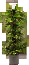 Decorum Scindapsus Mosstok - Epipremnum - Luchtzuiverende Kamerplant - 120cm