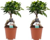 Decorum Duo Ficus Ginseng Bonsai geënt – ↨ 30cm – ⌀ 12cm