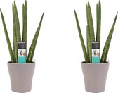 FloraExpert - Sansevieria - 35 Cm - Ø 12