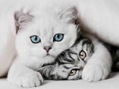 Peinture au Diamond - Deux chats doux - Fabriqué aux Pays- Nederland - 60 x 90 cm - matière dibond - pierres carrées + stylo de luxe offert d'une valeur de 12,99