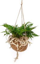 Varen van Botanicly – Humata tyermannii in kokosvezel hangpot als set – Hoogte: 30 cm