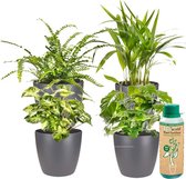 Ecoworld Makkelijke & Luchtzuiverende Kamerplanten met pot - 4 stuks - Ø 12 cm - Hoogte 30-40 cm incl. Potten Antraciet + Kamerplantenvoeding