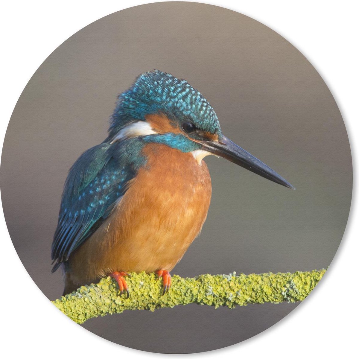 Muismat rond 30x30 cm - Mousepad Engeland - IJsvogel - Takken - Ronde muismatten