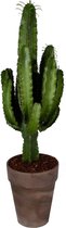 Hellogreen Kamerplant - Cowboycactus - Euphorbia erytrea - 90 cm - Bruin grijze sierpot met bark