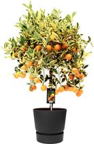 Fruitgewas van Botanicly – Citrus Variegata in zwart ELHO plastic pot als set – Hoogte: 75 cm