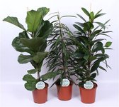 Kamerplanten van Botanicly – 3 × Rubberboom – Hoogte: 90 cm – Ficus elastica