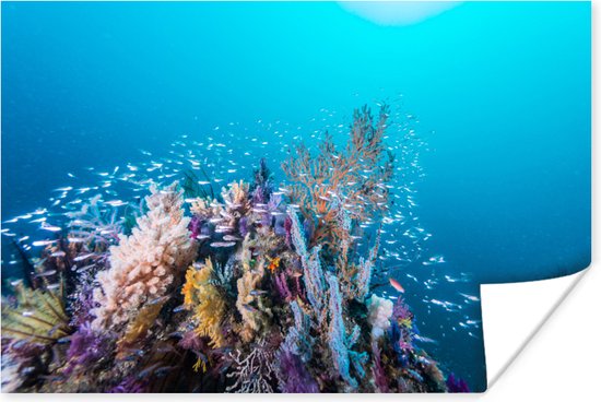 Décoration Chambre - Récif de corail dans une mer d'un bleu profond - 30x20 cm - Affiche