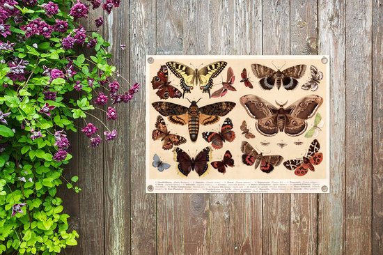 Tableau de jardin Papillon - Vintage - Crayon - Animaux - 80x60 cm - Affiche de jardin