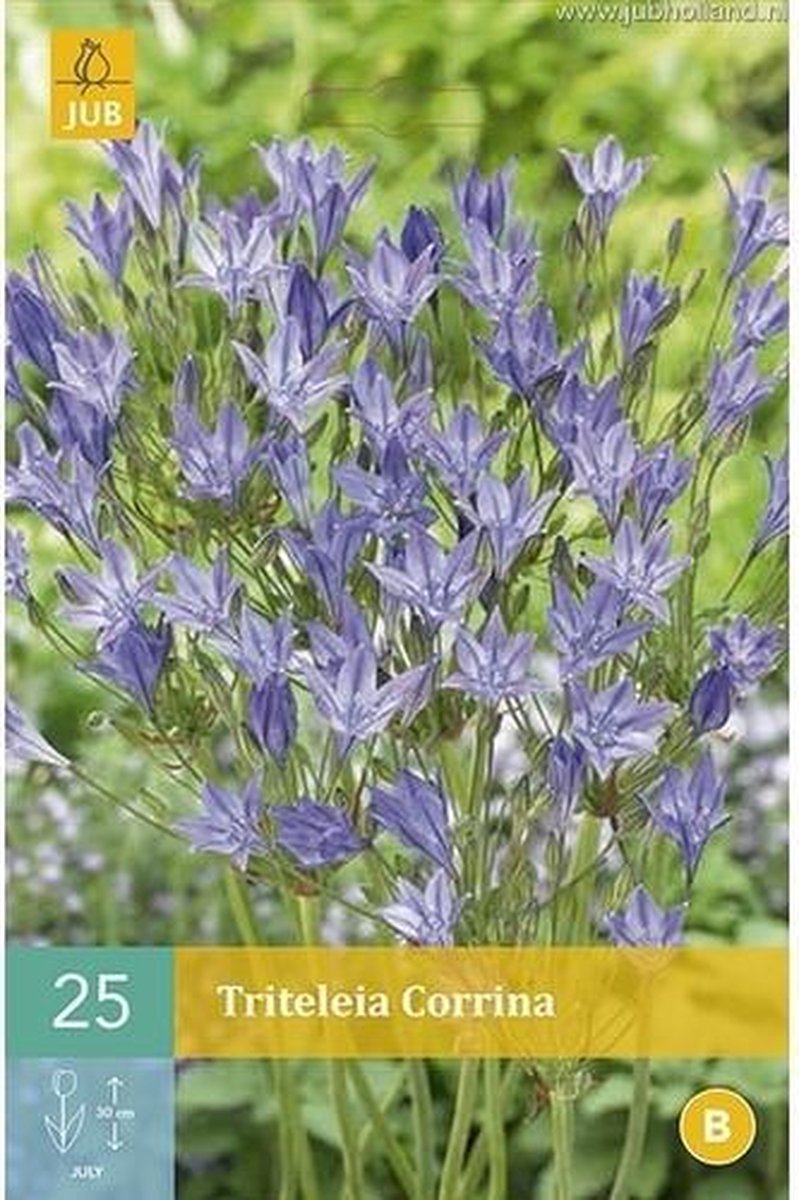 X 25 Triteleia Corrina