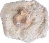 Esschert Design Fossiel Slak 6 X 6 X 4 Cm Steen Crème