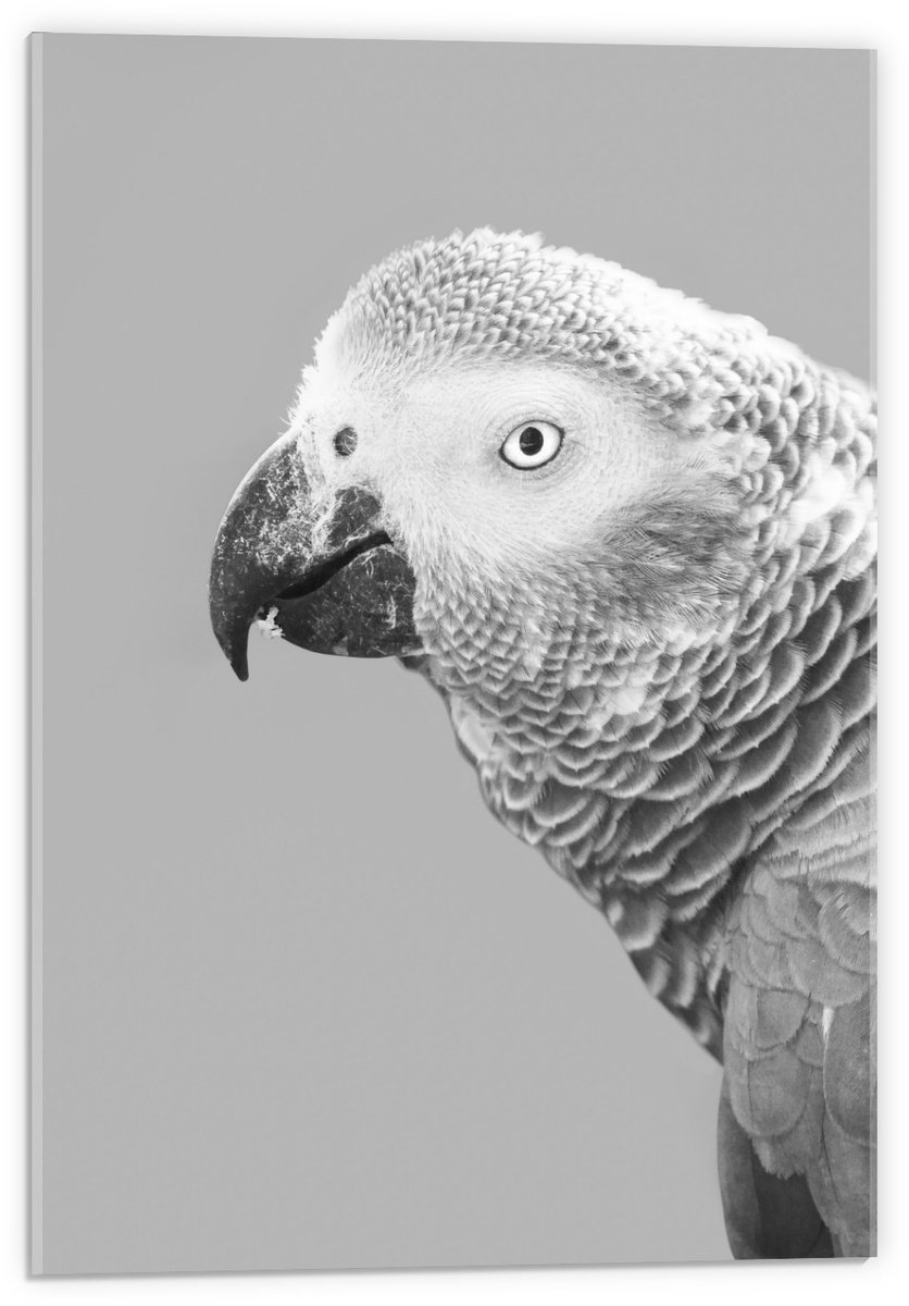 KuijsFotoprint Acrylglas - Papegaai in het zwart/wit - 40x60cm Foto op Acrylglas (Met Ophangsysteem)