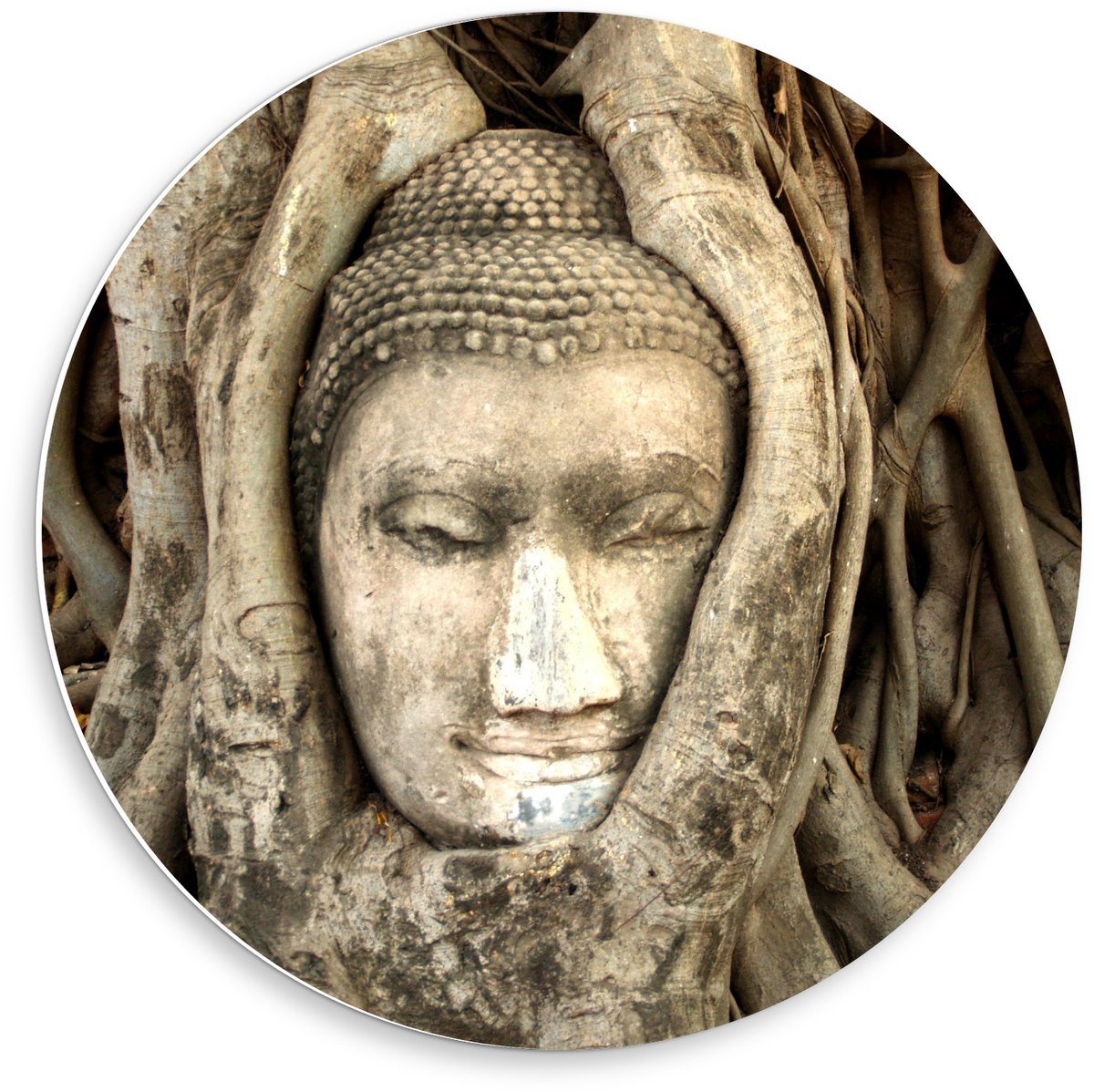 KuijsFotoprint Schilderij - Buddhahoofd In Boomstronk - Bruin En Grijs - 50 X 50 Cm